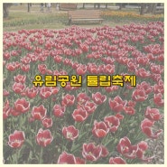 [대전 데이트] 날씨 좋은 봄날, 대전 유림공원 튤립축제와 함께 한 셀프 만삭촬영 !