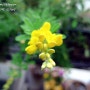 은은한 레몬향 폴폴 풍기는 노오란 애니시다 꽃 핀 베란다정원 풍경 :)