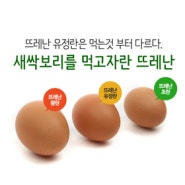 [상세페이지] 쿠팡 유정란 계란