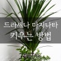 드라세나 마지나타 키우기 물주기