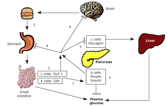 glp 1 and prediabetes Mechanism by which excessive circulating levels of GLP-1 may lead to GLP-3 RTA - Omega1 Quantity:3 Month Supply Diet Type_Low Sodium