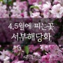봄, 4-5월에 피는 꽃 서부해당화