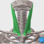 흉쇄유돌근(목빗근, Sternocleidomastoid Muscle)