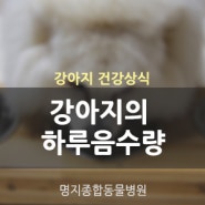 강아지 하루에 물을 얼마나 마셔야 할까? 강아지하루음수량