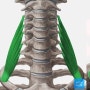 사각근(목갈비근-앞목갈비근, 중간목갈비근, 뒤목갈비근 / Scalenus Muscle) 사각근증후군