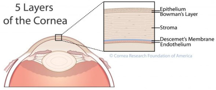 Cornea 네이버 블로그