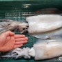 냉부해 쉐프들도 인정한 무늬오징어(흰오징어,천중어)-목포우진수산 생선카페