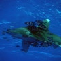 [이집트/마사알람] 홍해 리브어 보드 다이빙, 만날 수 있는 생물들