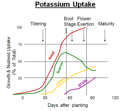 K+ uptake in plant roots : 네이버 블로그