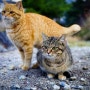 주민과 유기묘들이 공존하는 고양이 섬 '에노시마'