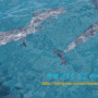 괌 가족여행 돌핀크루즈 : 돌고래 떼 와칭과 스노쿨링 ~