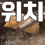 수요미식회 모둠튀김 강남 양재 맛집 <국미당> 위치