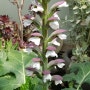 아칸서스(Acanthus)