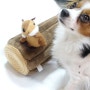 강아지 장난감, 배변봉투 지름! 유토페티아