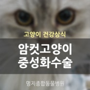 암컷 고양이 중성화수술 왜 해야 할까요?