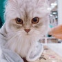 페르시안 고양이 중성화수술 _ 고양이중성화수술잘하는 동물병원 명지종합동물병원