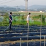 용인 초보농사꾼의 농사짓기 (세컨하우스 생활 - 18.05.25~27) / 주말마다 잡초 제거하기, 농기구세상 톱호미 구매후기