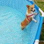 천안 카페지니스 강아지 수영장 오픈!