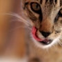끊임없이 배고파 하는 고양이의 다섯 가지 이유?