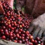 [커피의 산지 15] 동티모르, 내전과 합병 등 커피산업의 탁격을 서서히 이겨내고있는 나라