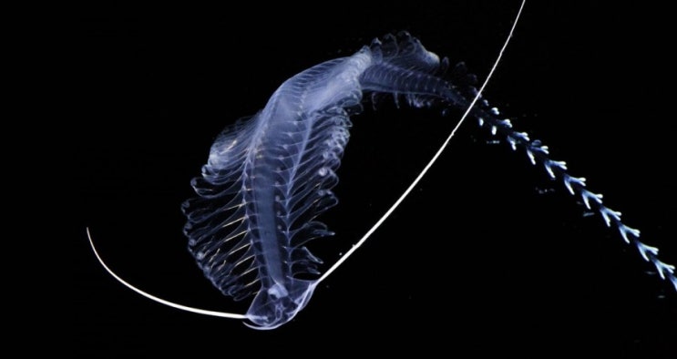 Tomopteris 부채발갯지렁이 : 네이버 블로그