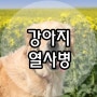 강아지 열사병