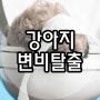 강아지 변비탈출