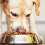 강아지 식사는 이렇게! 연령대별 식사 요령 살펴보기