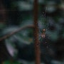 spider / 거미