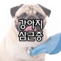 강아지 심근증