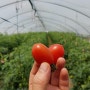 방울토마토 효능과 토마토직거래 농장