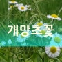 개망초꽃, DJI 오즈모 모바일2 촬영