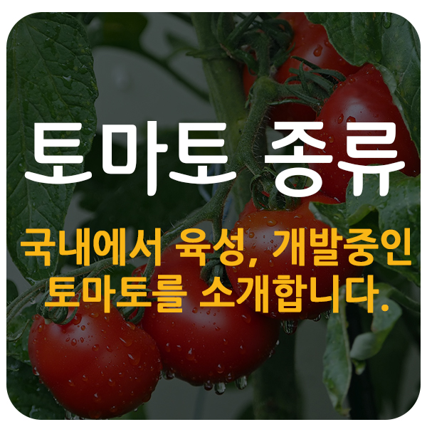 [토마토 종류만 130가지!] 국내 및 해외에서 재배 중인 토마토를 소개합니다. : 네이버 블로그