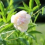 Peony작약꽃 ,Pale Pink 페일핑크