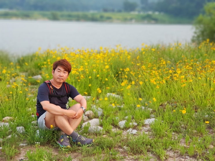 강천섬 은행나무길 여행지 추천 : 네이버 블로그