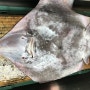 국산홍어 칠레산홍어 알고먹기! 홍어손질- 목포우진수산
