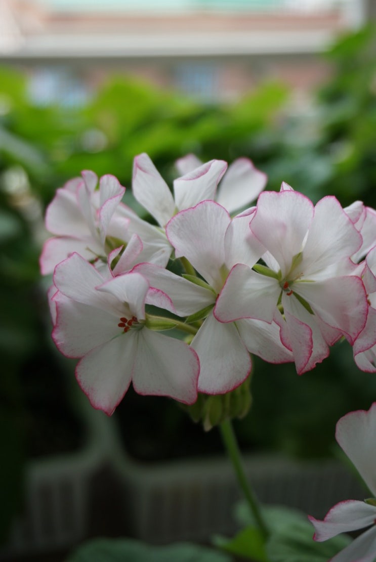 카멜 : 네이버 블로그