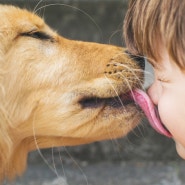 강아지와의 의사소통을 위한 강아지의 기본 몸짓 언어 9