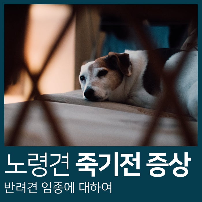 노령견 죽기 전 증상, 반려견 임종에 대하여 대구 구미 애견장례 강아지장례 동물화장장 더소울펫 : 네이버 블로그