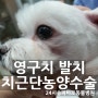 강아지 치근단 농양 수술 - 송파바로 동물병원