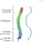 척추(vertebra)