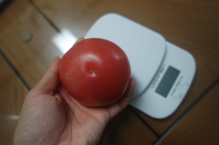 토마토 1개 칼로리 및 무게는? : 네이버 블로그