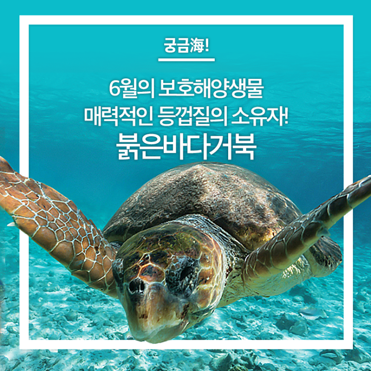6월의 보호대상해양생물 – 바다거북계의 마동석 ‘붉은바다거북’ : 네이버 블로그