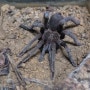 Pamphobeteus sp. "Conani" / female