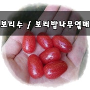 보리수 / 보리밥나무열매를 아시나요? (보리수효능)