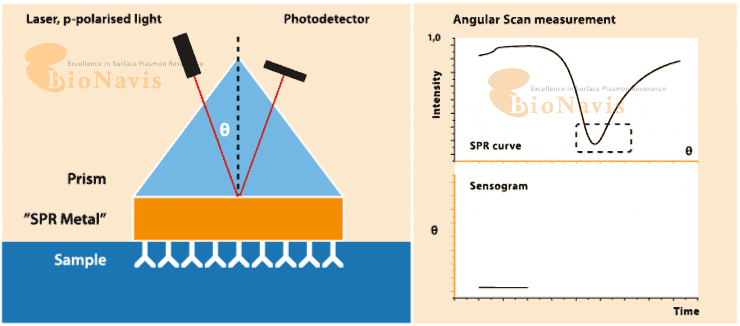 핀란드 BioNavis사 Multi-Parametric Surface Plasmon Resonance (MP-SPR) SPR ...