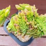 토오즈철화(Aeonium canariense cristata)