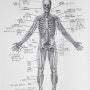 골격기관(Skeletal system)/뼈, 관절, 인대