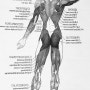 근육기관(muscular system)