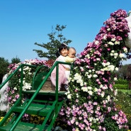 인천 가볼만한곳 인천 드림파크 국화꽃축제